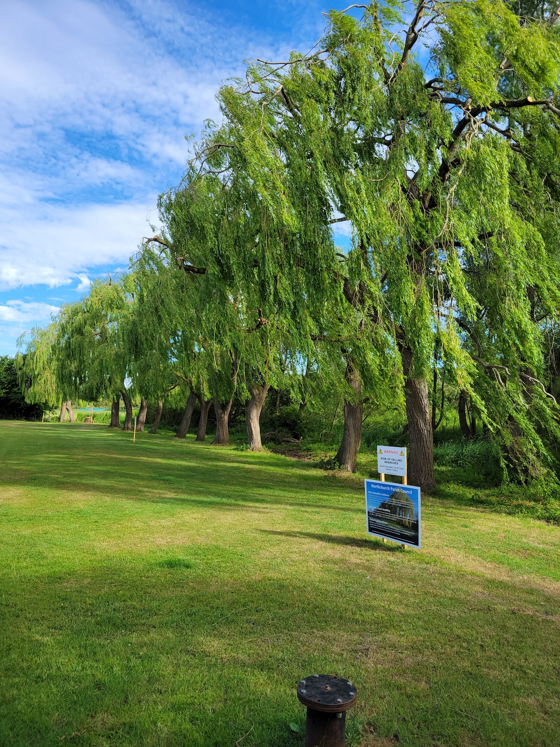 Willows side view